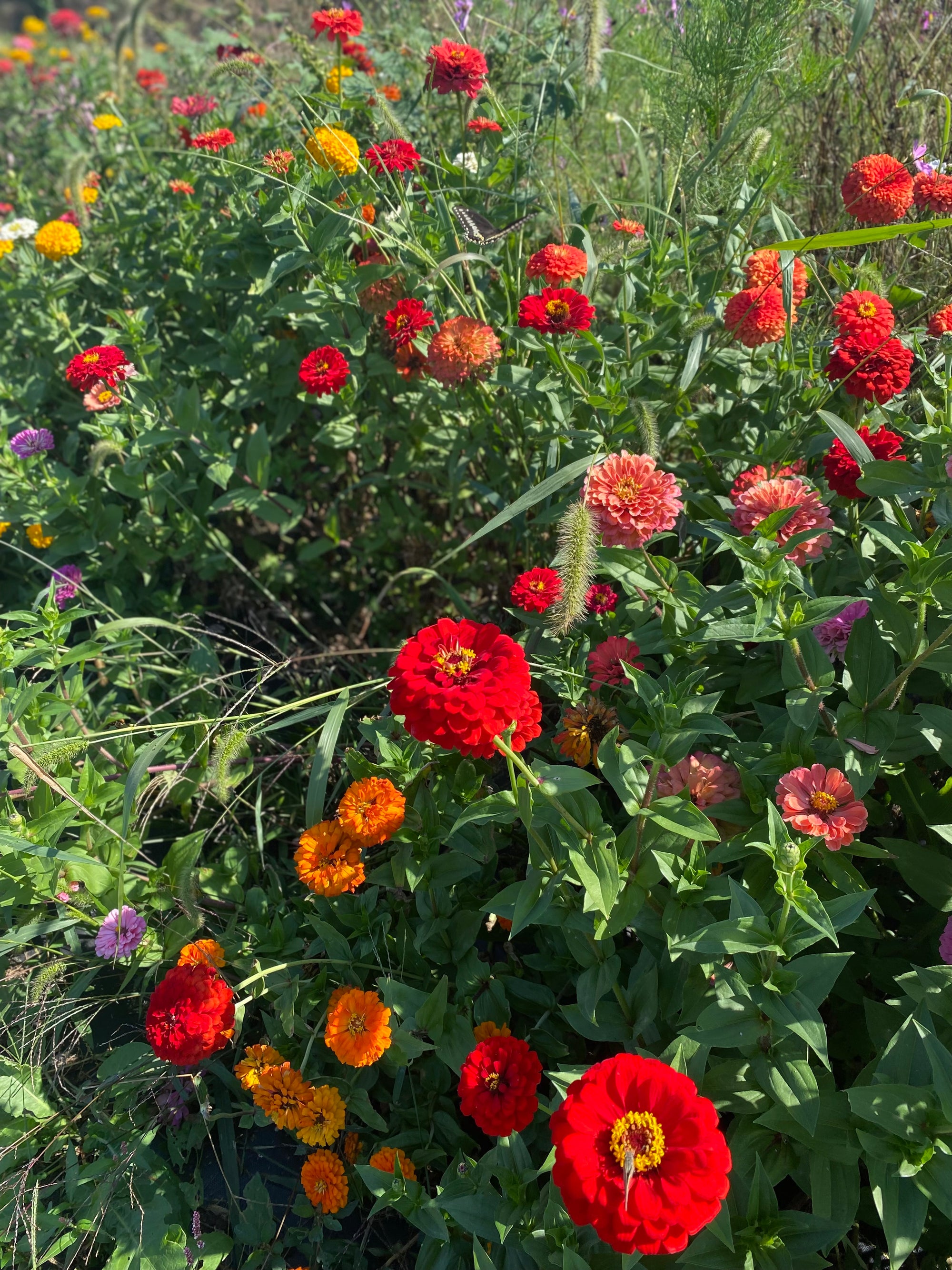 U-Pick Flower Field