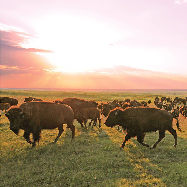 Bison Sticks - Ranch - Grass-Fed and Finished (12 Pack)