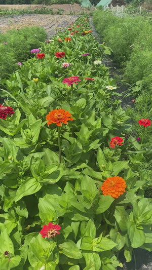 U-Pick Flowers