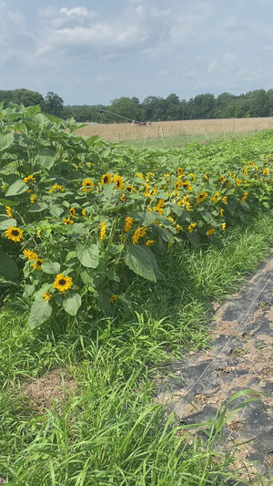 U-Pick Flowers